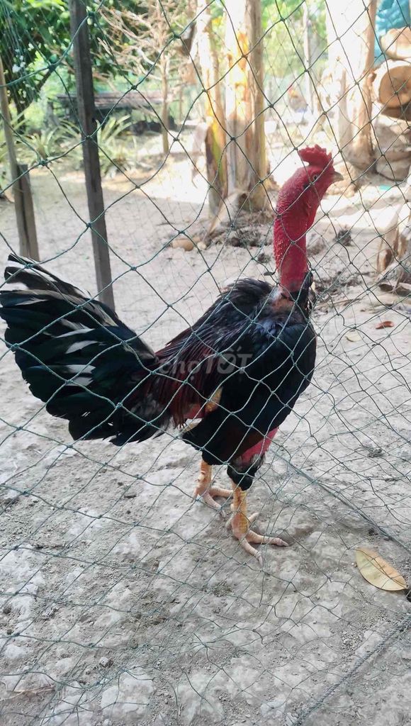 Gà xanh siu mỹ 3.2kg trống có gl. Mua bán Gà tại Huyện Cờ Đỏ Cần Thơ được đăng bởi gà bổn uy tính chuyên gà lai sil và jap hình 1