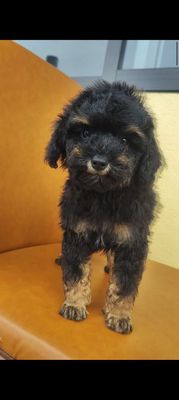 Chó Đen vàng đực 2 tháng