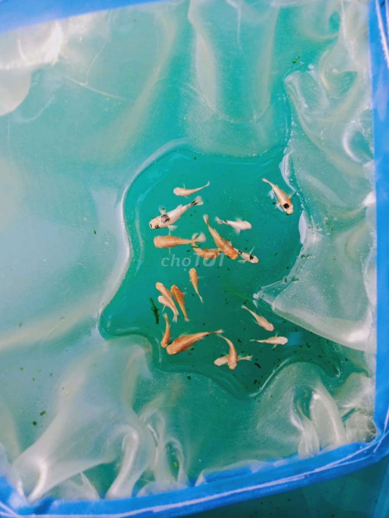 150k/hơn 50 molly gold. Mua bán Thú cưng khác tại Huyện Bình Chánh Tp Hồ Chí Minh được đăng bởi Nguyen Hoang  hình 6