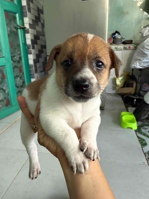 Chó con lai đã biết ăn có vía