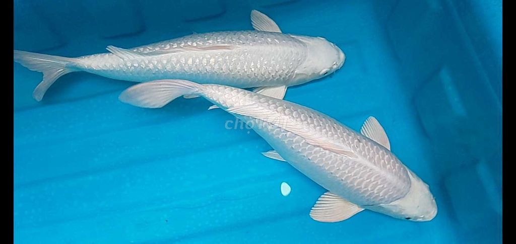Cá Koi Nhật Platinum trắng tinh 45-47cm.