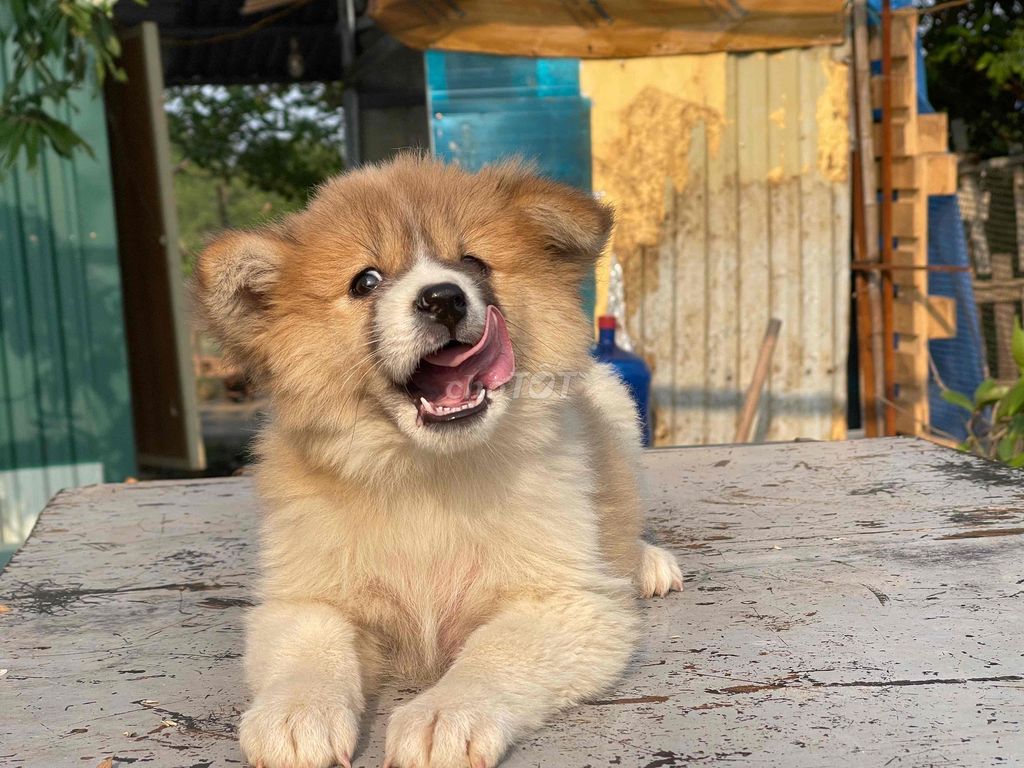 Chó bắc hà xù khoang bò sữa. Mua bán Chó tại Huyện Mê Linh Hà Nội được đăng bởi Tuấn hình 1