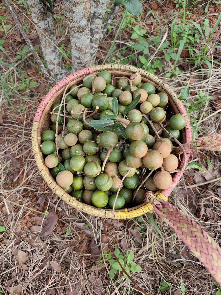 Hạt mắc ca nhà trồng giòn béo ngậy. Mua bán Đồ ăn, thực phẩm và các loại khác tại Huyện Đắk Song Đắk Nông được đăng bởi Khanh Hồ Thị Ái hình 1