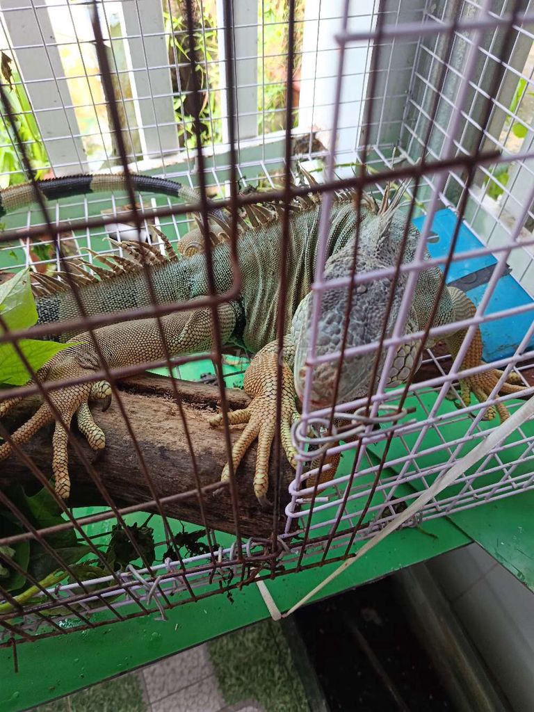 cần bán . Mua bán Thú cưng khác tại Huyện Châu Thành Trà Vinh được đăng bởi phamtam hình 1
