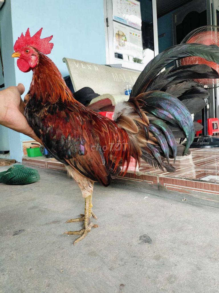 Gà Mã Lai Mini 1kg040. Mua bán Gà tại Huyện Củ Chi Tp Hồ Chí Minh được đăng bởi Gà Tre Gà Nòi Gà Cảnh Củ Chi hình 1
