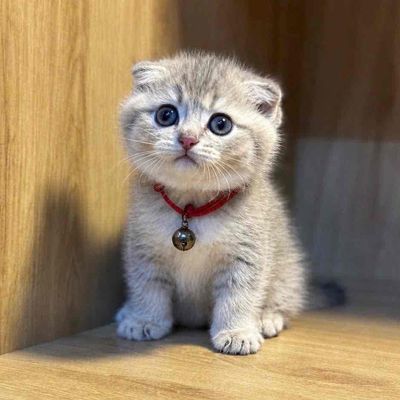 Mèo Xiêm Xám trắng 2 tháng tuổi