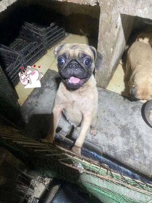 Bé Pug cái tơ 1 tuổi và pug đã sinh sản 1 lứa. Mua bán Chó tại Quận 12 Tp Hồ Chí Minh được đăng bởi Huỳnh Nguyễn