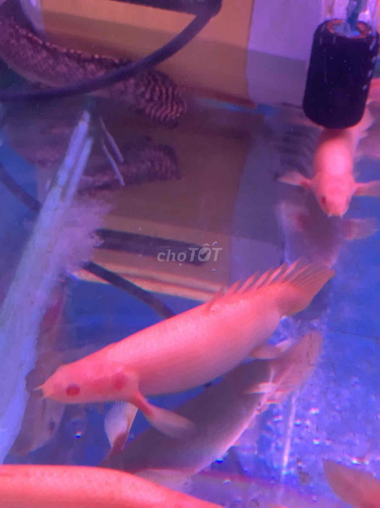 Cá Cửu Sừng Albino Short Body 10cm. Mua bán Thú cưng khác tại Huyện Bình Chánh Tp Hồ Chí Minh được đăng bởi Tuấn Anh Cá Kiểng Online hình 3