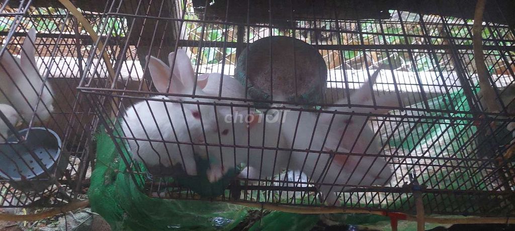 Thỏ con. Mua bán Thú cưng khác tại Huyện Hóc Môn Tp Hồ Chí Minh được đăng bởi Bùi Hoàng Lâm hình 2