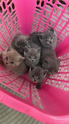 Mèo Anh lông ngắn Xám Cái Đực