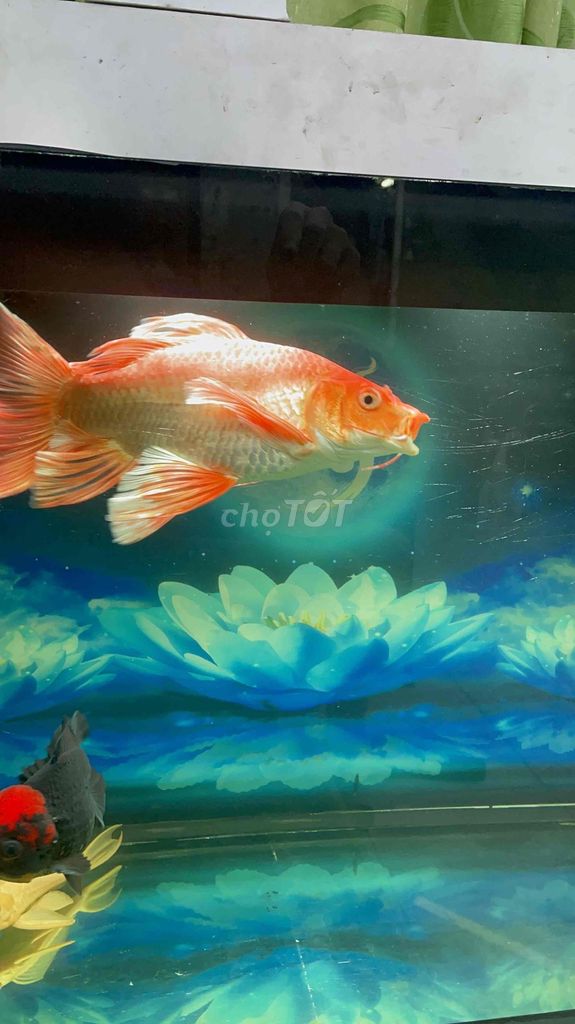 Cá chép phi tần đỏ loang 25cm. Mua bán Thú cưng khác tại Quận Gò Vấp Tp Hồ Chí Minh được đăng bởi Khoa Nguyễn hình 1
