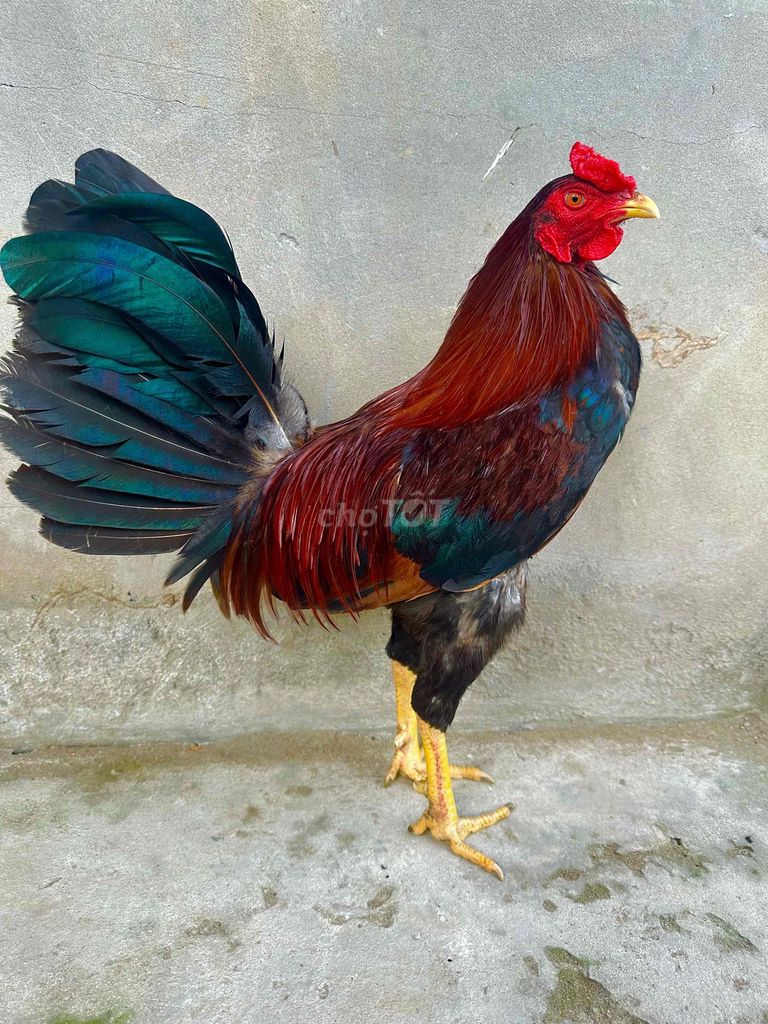 🍀asil 2k6 tơ zin cự mạnh. Mua bán Gà tại Thành phố Ngã Bảy Hậu Giang được đăng bởi TRẠI GÀ TẤN PHÁT 68 hình 1