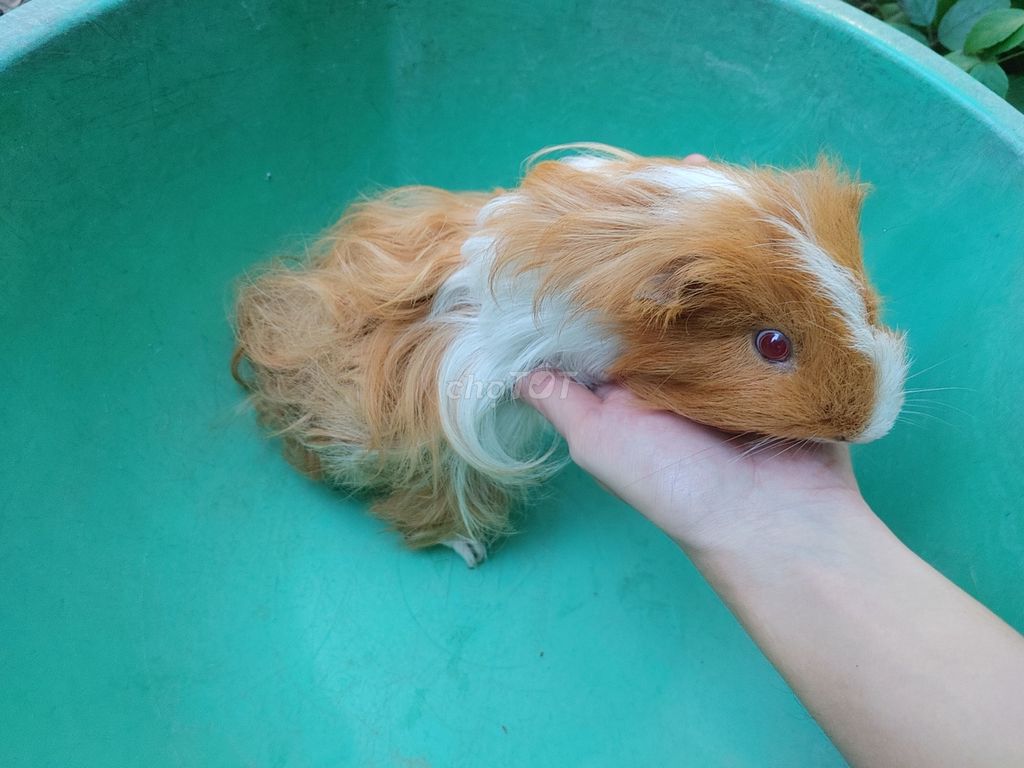 Bọ ú lông dài Coronet Đực Cái. Mua bán Thú cưng khác tại Huyện Long Hồ Vĩnh Long được đăng bởi Huệ Nguyễn hình 1