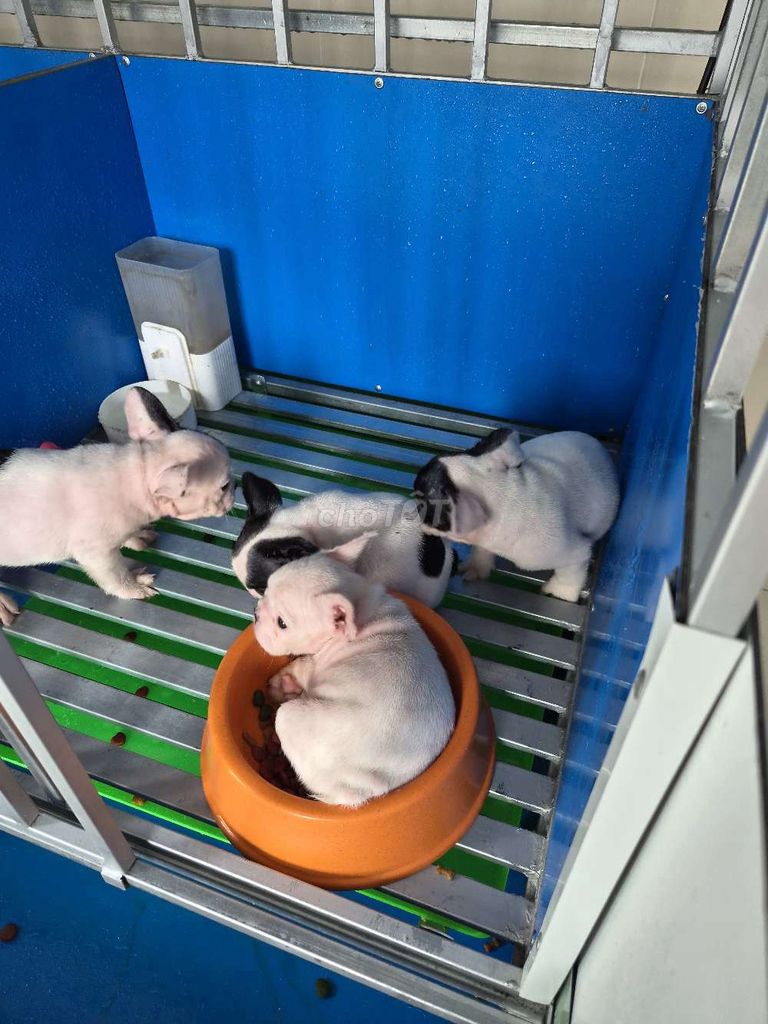 Chó Bull Pháp. Mua bán Chó tại Quận Bình Tân Tp Hồ Chí Minh được đăng bởi Dương Minh Trí hình 1