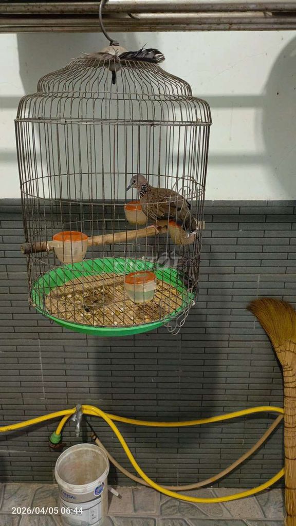 Chim cu gáy đang tập gáy. Mua bán Chim tại Thành phố Biên Hòa Đồng Nai được đăng bởi Tùng hình 1
