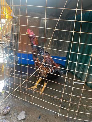 nhà nhiều gà ko có chỗ nhốt bán bớt. Mua bán Gà tại Huyện Chương Mỹ Hà Nội được đăng bởi Đỗ Duy Thanh