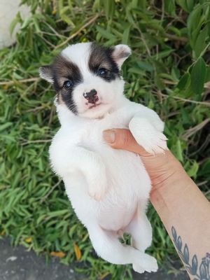 Chó Phốc lai Nhật Mini đực cái