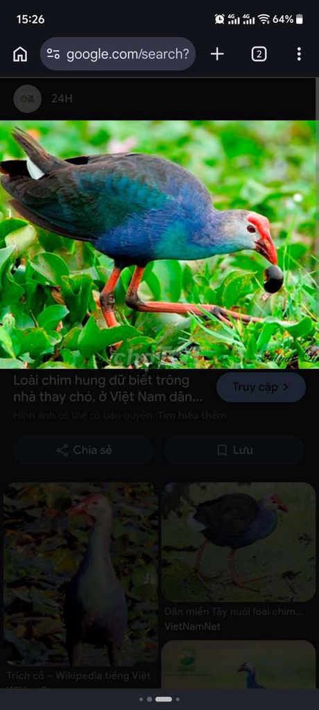 gà xanh trích cổ cảnh. Mua bán Chim tại Quận Bình Thuỷ Cần Thơ được đăng bởi a sìu hình 1