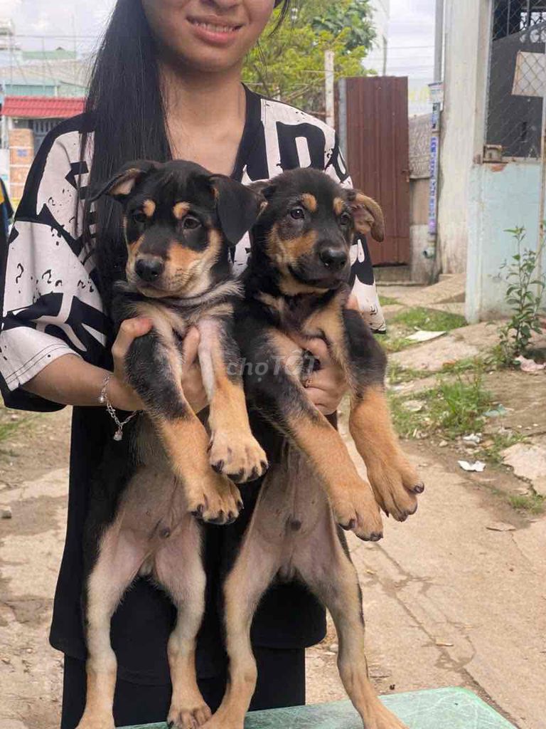 Chó rottweiler lai becgie to con lưỡi đốm. Mua bán Chó tại Quận 12 Tp Hồ Chí Minh được đăng bởi Nguyengiang hình 3