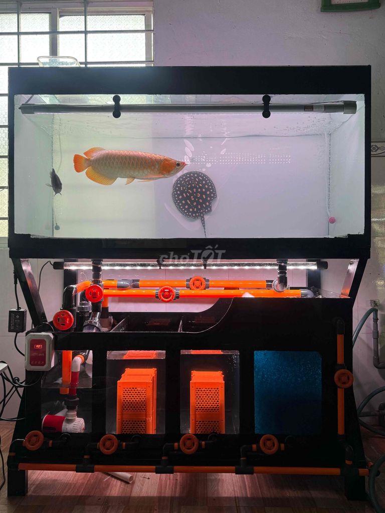 cân tìm phôi lóc red & yelow số lượng. Mua bán Thú cưng khác tại Huyện Châu Thành Sóc Trăng được đăng bởi Khang hình 1