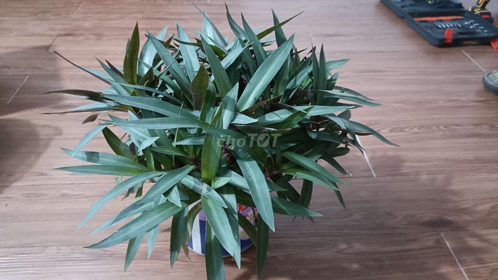 Cây lẻ bạn, sò huyết trồng sân vườn, ban công. Mua bán Cây cảnh, đồ trang trí tại Thành phố Biên Hòa Đồng Nai được đăng bởi For You 98 hình 1