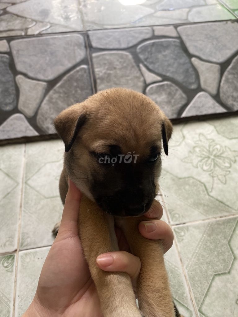 Bầy chó Phú quốc lai. Mua bán Chó tại Thành phố Tây Ninh Tây Ninh được đăng bởi Ánh Kim hình 6