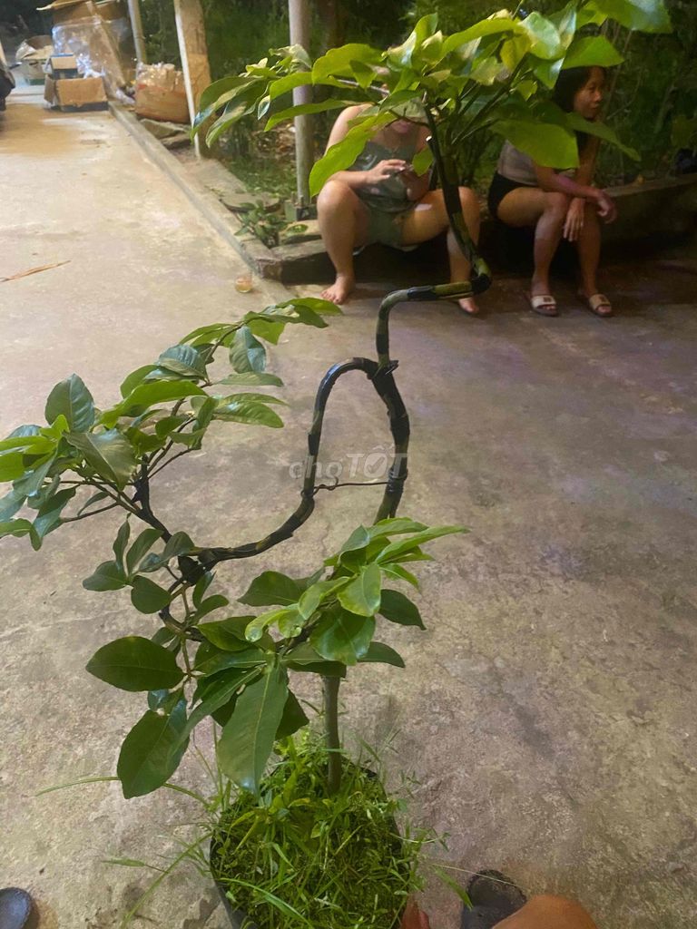 mai đọt xanh 5 cánh quảng nam. Mua bán Cây cảnh, đồ trang trí tại Huyện Duy Xuyên Quảng Nam được đăng bởi  Lê Tuấn  mai đọt xanh quảng nam hình 1