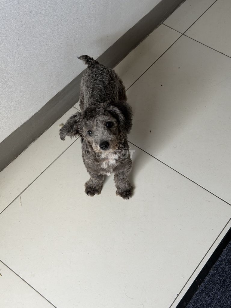 Chó Poodle Mini Xám 6 tháng. Mua bán Chó tại Thành phố Thuận An Bình Dương được đăng bởi châu thanh khoa hình 1