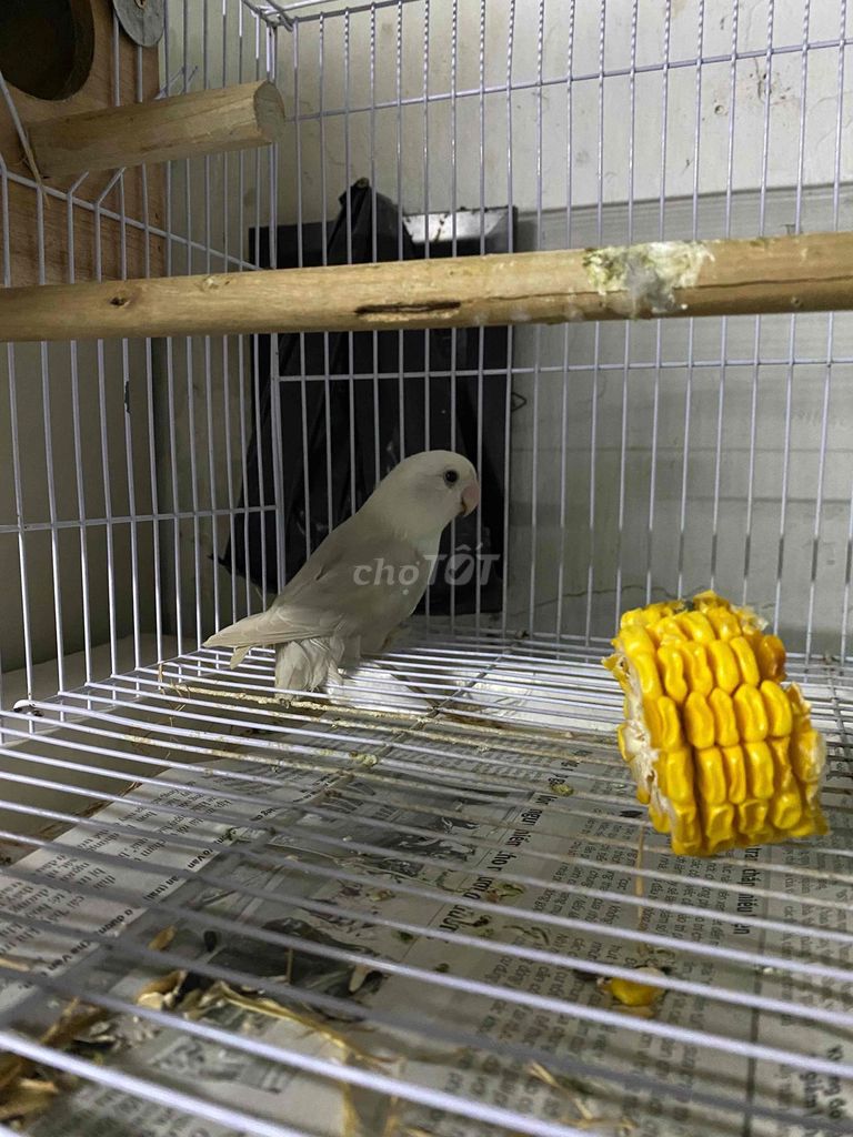 dư e LB không viền mái. Mua bán Chim tại Thành phố Biên Hòa Đồng Nai được đăng bởi nguyễn hoàng duy hình 1