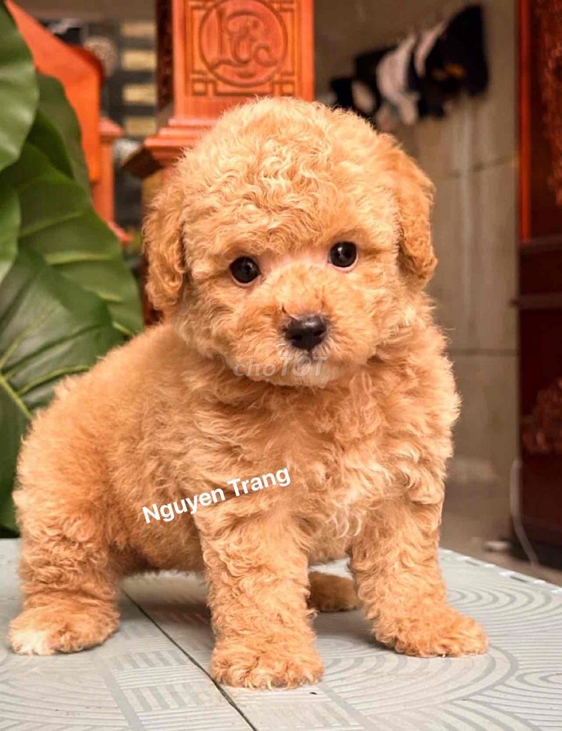 poodle vàng mơ mặt gấu