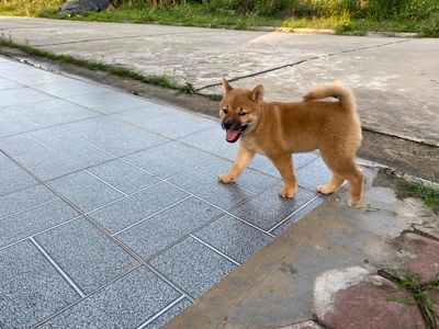 chó Shiba Inu cái 2 tháng tuổi