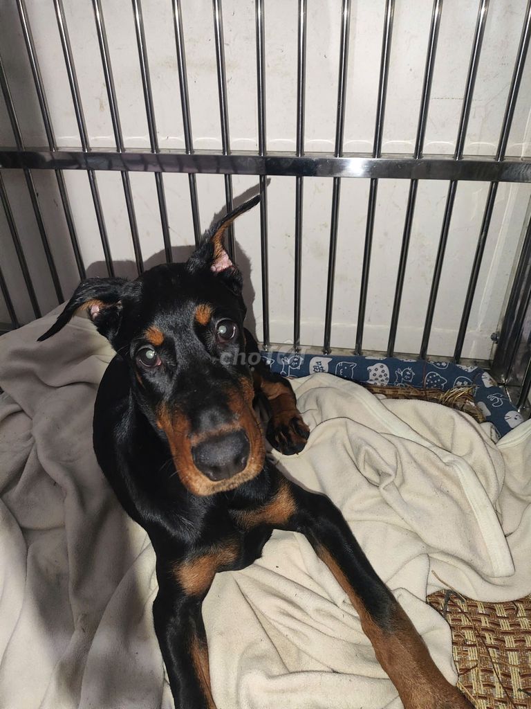 Chó Doberman cái 2 tháng thuần chủng dòng Châu Âu. Mua bán Chó tại Quận Gò Vấp Tp Hồ Chí Minh được đăng bởi Nhi Nguyễn hình 4