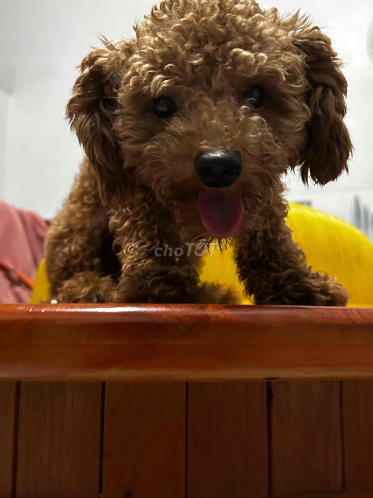 Chó Poodle màu Nâu. Mua bán Chó tại Thành phố Long Khánh Đồng Nai được đăng bởi Nguyen Dung hình 1