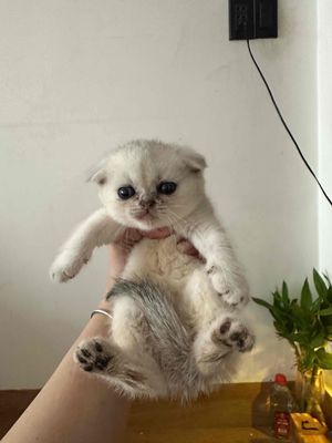 Mèo Anh lông ngắn Đực cái thuần chủng có giảm