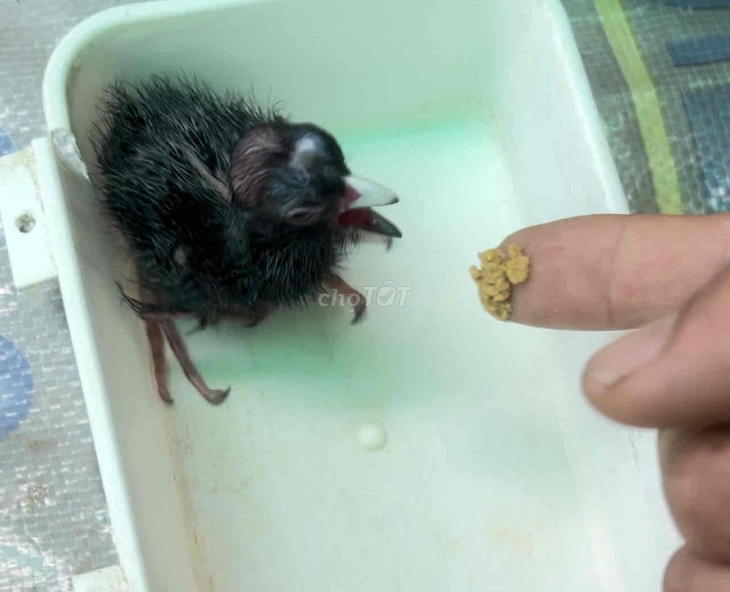 Chim Trích Cồ Con Giống. Mua bán Chim tại Huyện Tân Phước Tiền Giang được đăng bởi NGÔ ĐÌNH DUY hình 1