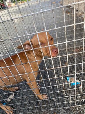 BÁN CHÓ CON DO KHÔNG CÓ THỜI GIAN CHĂM. Mua bán Chó tại Thành phố Thủ Dầu Một Bình Dương được đăng bởi Hoàng Hoàng 
