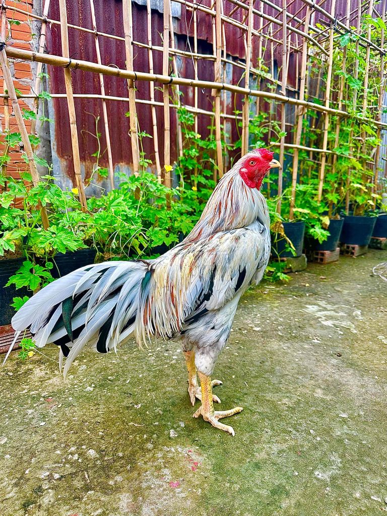 Bướm 3k2 chân điểm thập cựa. Mua bán Gà tại Thành phố Ngã Bảy Hậu Giang được đăng bởi TRẠI GÀ TẤN PHÁT 68 hình 1