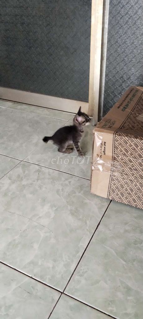 Mèo cảnh Đen Xám. Mua bán Mèo tại Thành phố Thuận An Bình Dương được đăng bởi 1982 Hai hình 1