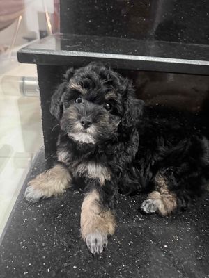 Chó Poodle Phantom Đen Nâu