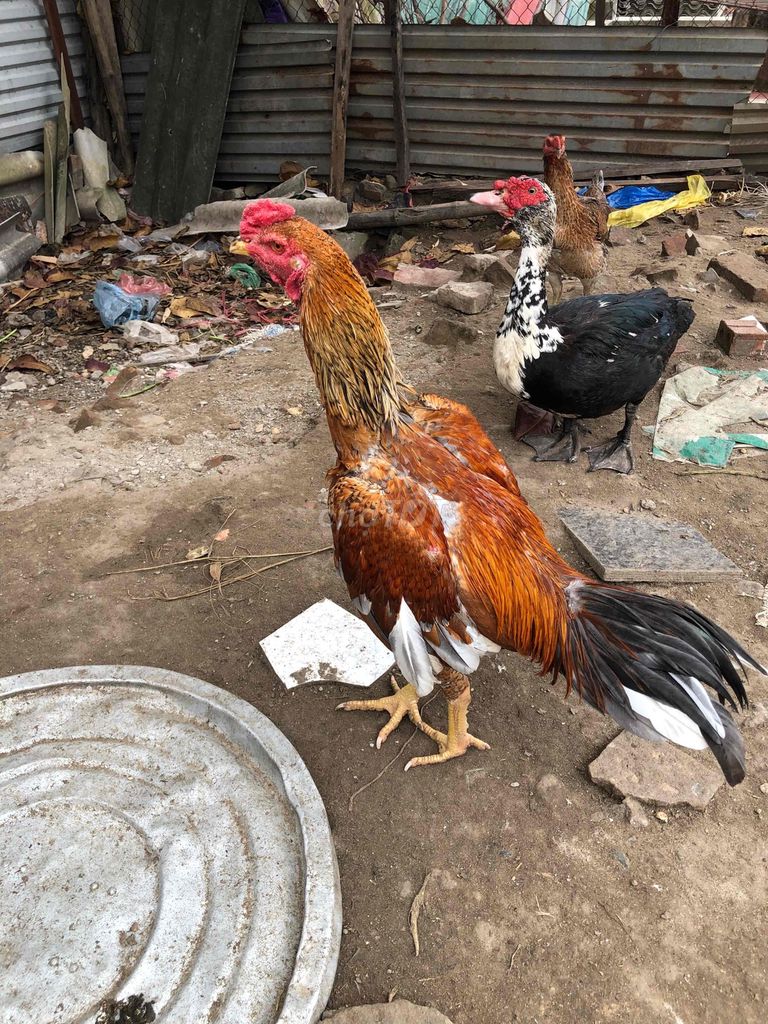 Gà chọi tía ta. Mua bán Gà tại Huyện Gia Lâm Hà Nội được đăng bởi Tuấn Ssang hình 1