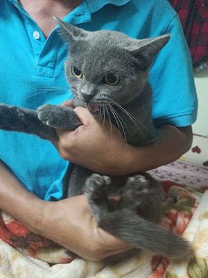 Mèo anh lông ngắn, giống cái tơ mới lớn