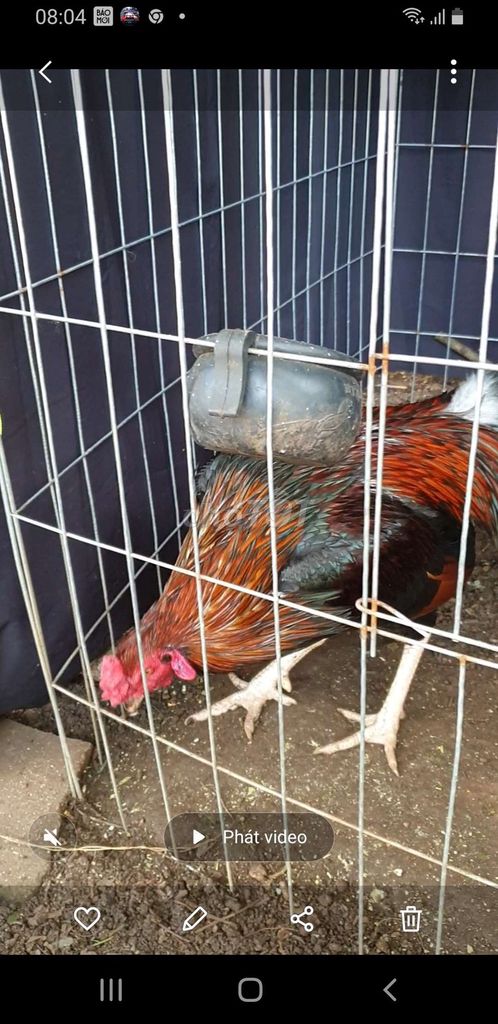 Nồi sil việt mỹ. Mua bán Gà tại Huyện Châu Đức Bà Rịa - Vũng Tàu được đăng bởi Ninh Cường hình 2