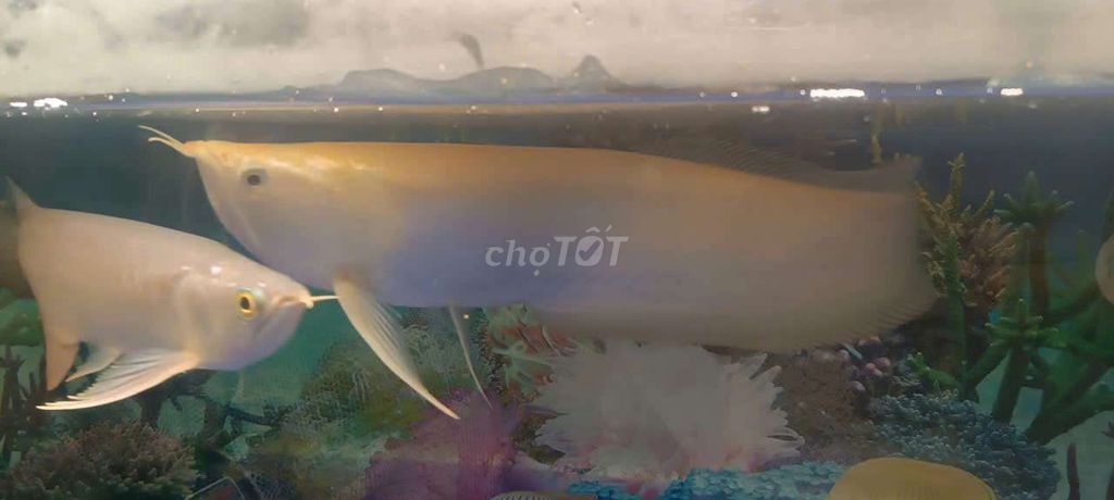 Cần bán ngân long amino Indo hơn 40cm