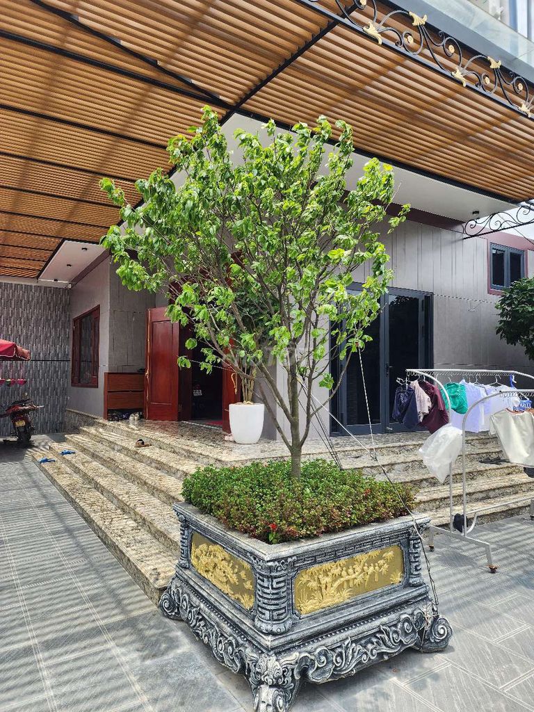 Mai vàng chậu thuần 33cm. Mua bán Cây cảnh, đồ trang trí tại Thành phố Hà Tĩnh Hà Tĩnh được đăng bởi D Watch hình 1