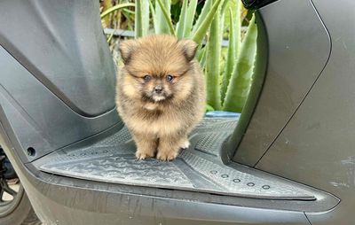 Chó Phốc Sóc - pom mặt gấu 2 tháng tuổi