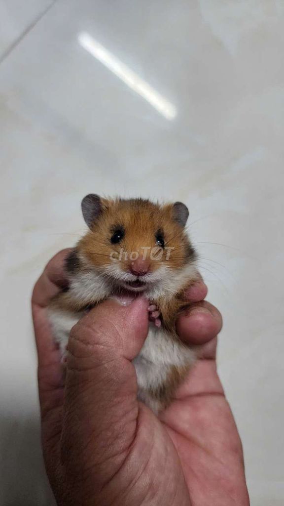 Chuột Hamster Bear lông dài 100 ngàn 1 bé. Mua bán Thú cưng khác tại Thành phố Thuận An Bình Dương được đăng bởi Tuan Nguyen hình 1