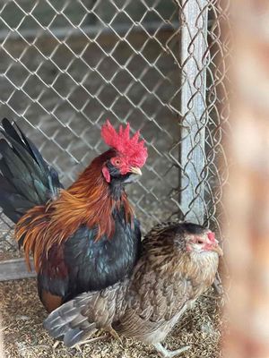 bán gà tre bắc. Mua bán Gà tại Quận Long Biên Hà Nội được đăng bởi phúc thái