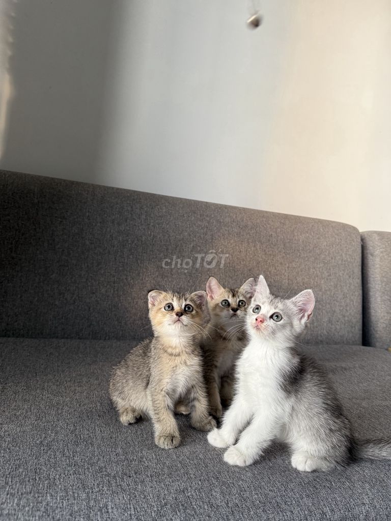 Tìm nhà cho mấy bé mèo nhà trồng 🫶