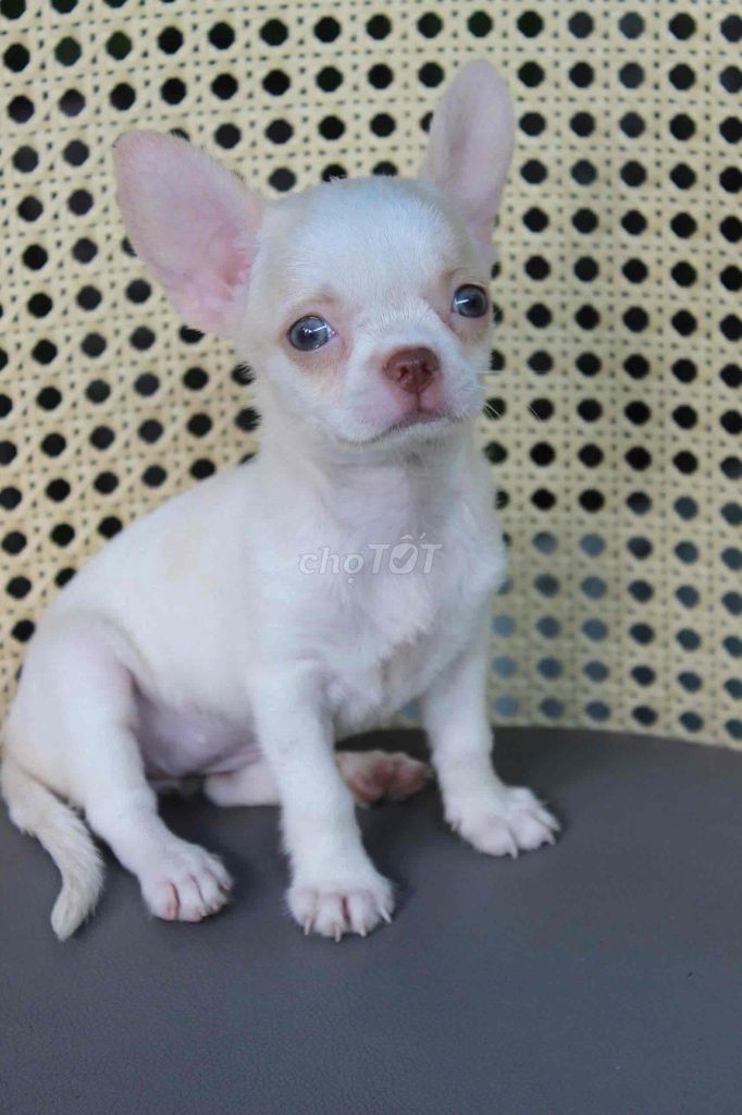 Chihuahua mắt xanh cực hiếm thuần chủng. Mua bán Chó tại Thành phố Thủ Đức Tp Hồ Chí Minh được đăng bởi Phạm trung hình 1