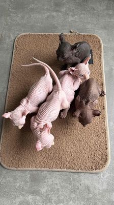 6 bé Mèo Sphynx 50 ngày tuổi, mắt Xanh